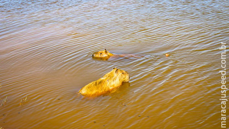 SES alerta para febre maculosa, doença transmitida por carrapato encontrado em capivaras SES alerta para febre maculosa, doença transmitida por carrapato encontrado em capivaras