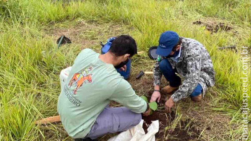 Voluntários plantam mudas na região mais degradada de MS e ajudam preservação do Pantanal Voluntários plantam mudas na região mais degradada de MS e ajudam preservação do Pantanal