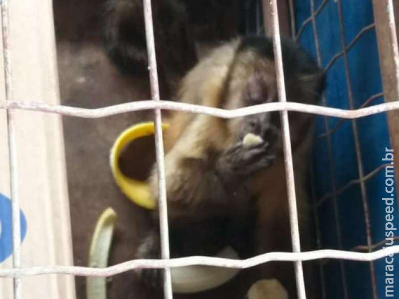 Com ferimento na pata, macaco-prego é resgatado por policiais ambientais Com ferimento na pata, macaco-prego é resgatado por policiais ambientais