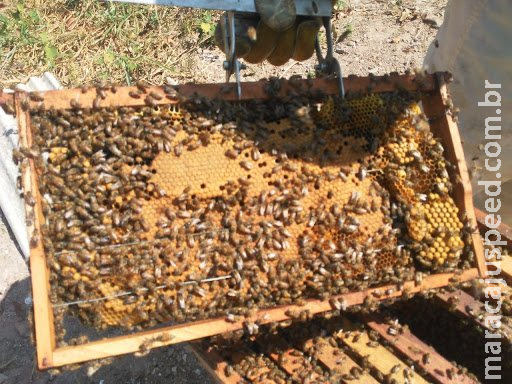 Apicultor tem 25 kg de mel furtados e caso vai parar na delegacia Apicultor tem 25 kg de mel furtados e caso vai parar na delegacia