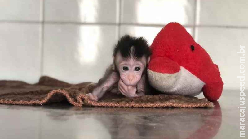 Após ser rejeitado por irmãos, macaco filhote passa os dias acompanhado de bichos de pelúcia Após ser rejeitado por irmãos, macaco filhote passa os dias acompanhado de bichos de pelúcia