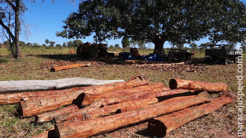 Arrendatário é multado em R$ 10 mil por derrubada de árvores para exploração de madeira Arrendatário é multado em R$ 10 mil por derrubada de árvores para exploração de madeira