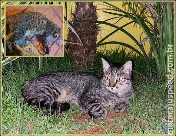Cães e gatos são envenenados em Coxim Cães e gatos são envenenados em Coxim