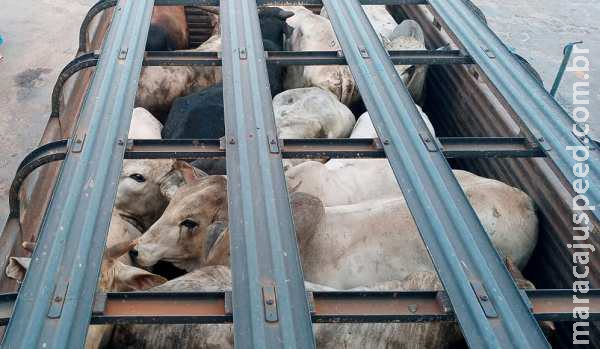 Caminhoneiro é multado em R$ 90 mil por deixar gado um dia sem água e alimento