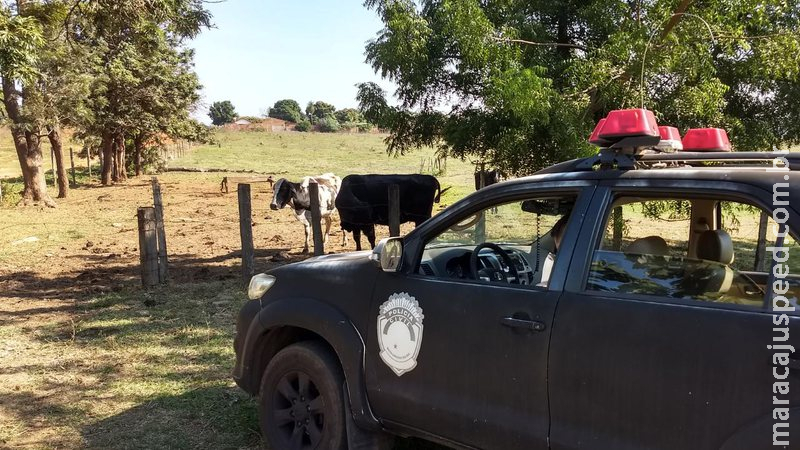 Gado furtado no mês de março é recuperado pela Polícia Civil em MS Gado furtado no mês de março é recuperado pela Polícia Civil em MS
