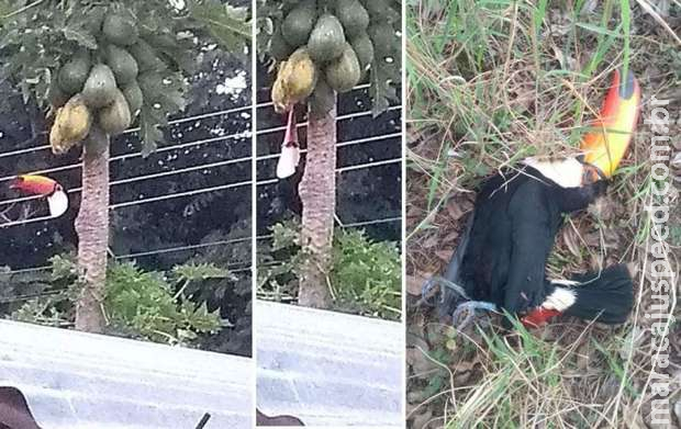 Homem atira e mata três tucanos e gera revolta em Água Clara