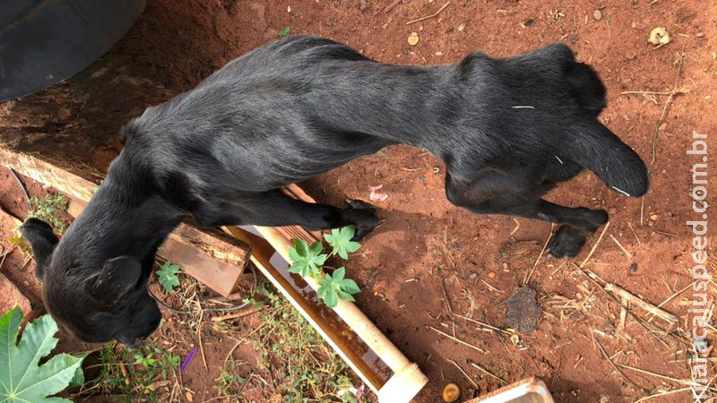 Homem é preso em flagrante por maus tratos contra animal Homem é preso em flagrante por maus tratos contra animal