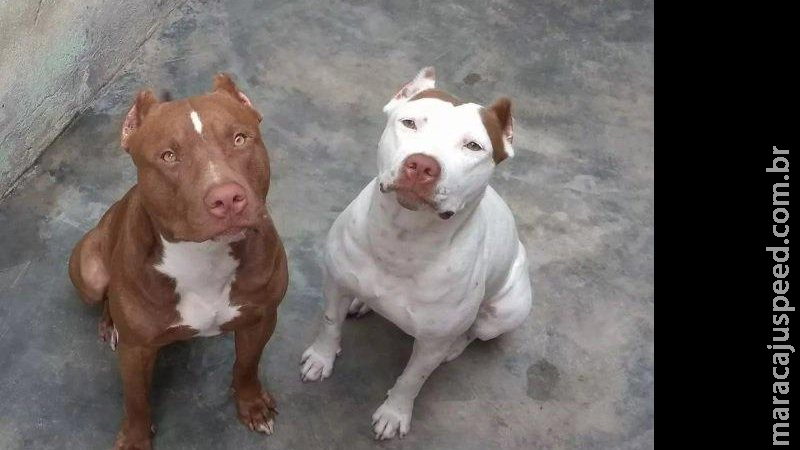 Homem procura delegacia após vizinho jogar rojões em sua casa por causa de latidos de cachorros Homem procura delegacia após vizinho jogar rojões em sua casa por causa de latidos de cachorros