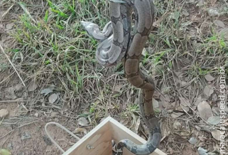 Jiboia é capturada em sala de residência no centro de Bela Vista