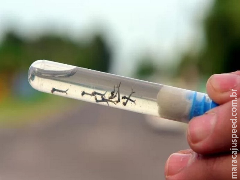 Mato Grosso do Sul confirma 10ª vítima da dengue e supera 5,5 mil diagnósticos Mato Grosso do Sul confirma 10ª vítima da dengue e supera 5,5 mil diagnósticos