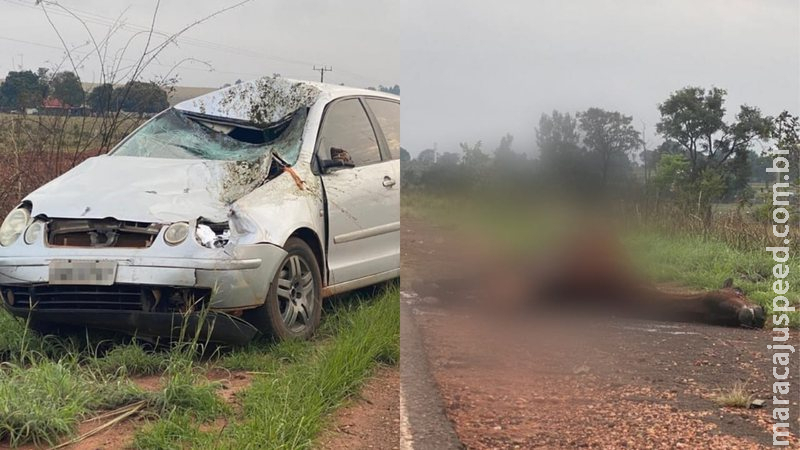 Motorista atropela cavalo em rodovia de MS e uma pessoa é socorrida pelos bombeiros Motorista atropela cavalo em rodovia de MS e uma pessoa é socorrida pelos bombeiros