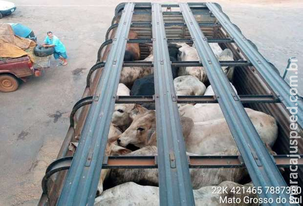 Motorista é preso transportando animais em caminhão sem água e comida em Cassilândia