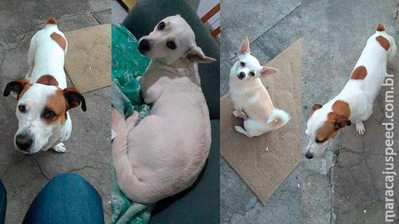 Mulher contrata mudança por R$ 1 mil para Campo Grande e homem some com 4 cachorros Mulher contrata mudança por R$ 1 mil para Campo Grande e homem some com 4 cachorros
