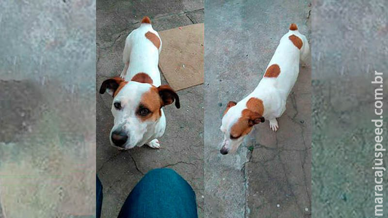Mulher recupera um dos cachorros perdidos durante mudança para Campo Grande Mulher recupera um dos cachorros perdidos durante mudança para Campo Grande