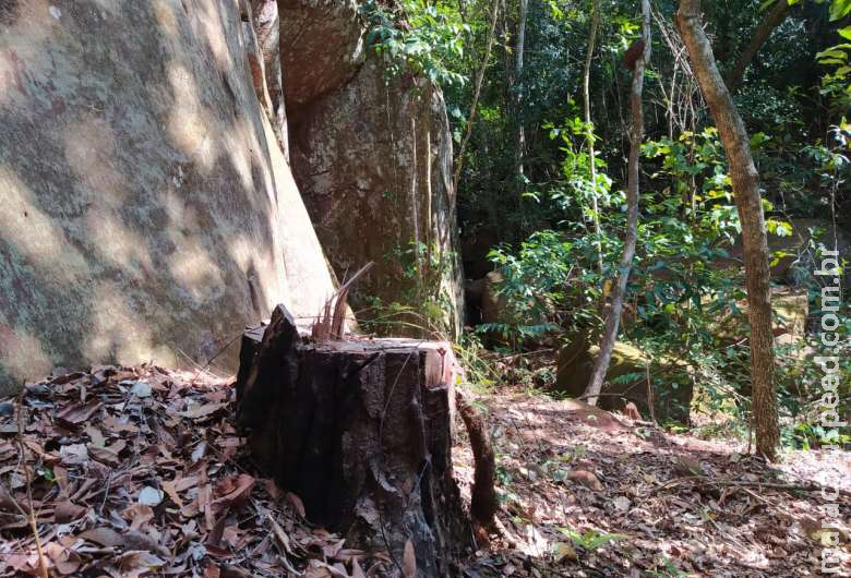 Paulista é multado por derrubada ilegal de árvores nativas em MS