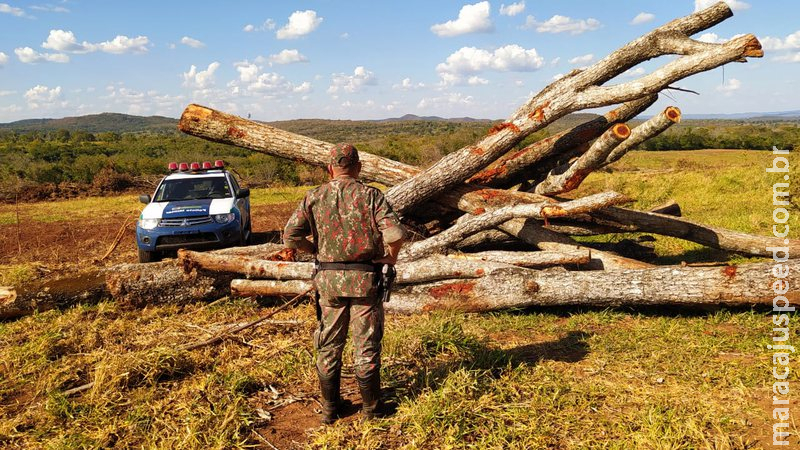 PMA autua empresa em R$ 25,8 mil por derrubada ilegal de árvores PMA autua empresa em R$ 25,8 mil por derrubada ilegal de árvores