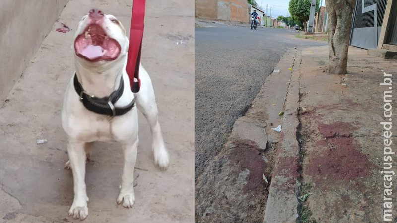 Polícia pedirá que pitbulls sejam retirados de dono após ataques constantes em Campo Grande Polícia pedirá que pitbulls sejam retirados de dono após ataques constantes em Campo Grande