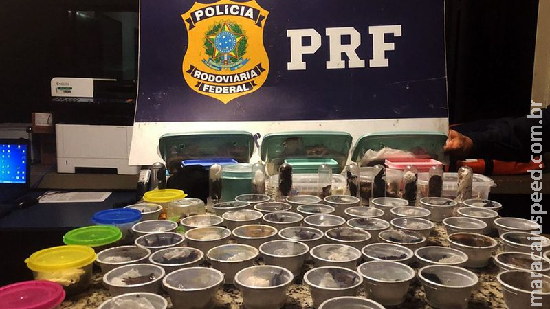 PRF prende traficante internacional russo de animais silvestres PRF prende traficante internacional russo de animais silvestres