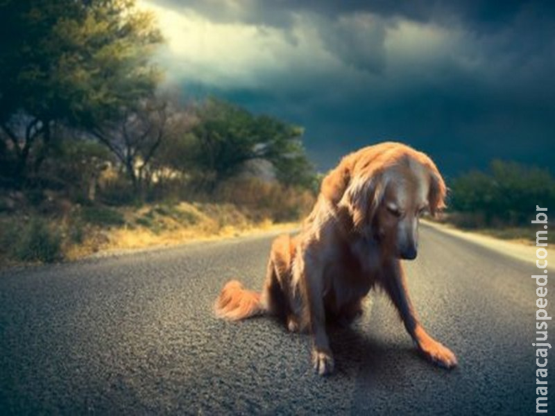 Projeto de lei prevê ambulância para resgatar animais Projeto de lei prevê ambulância para resgatar animais