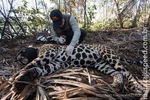 Risco de extinção cresce com ataques e mortes de onças em MS