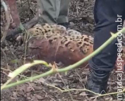 Suspeita de Envenenamento: PF investiga a morte de 2 onças e outros 18 animais no Pantanal Suspeita de Envenenamento: PF investiga a morte de 2 onças e outros 18 animais no Pantanal