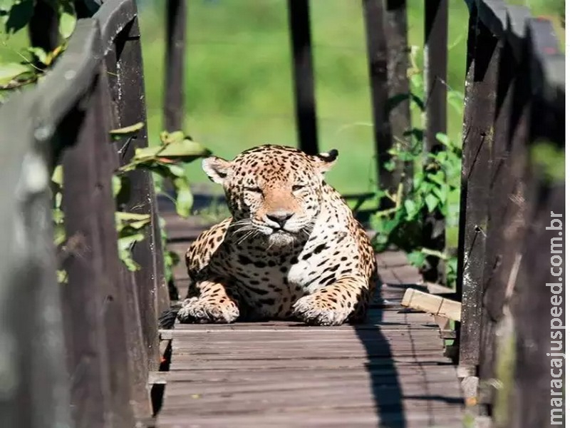 Turistas dão de cara com onça que se exibiu ao sol em trilha no meio do Pantanal