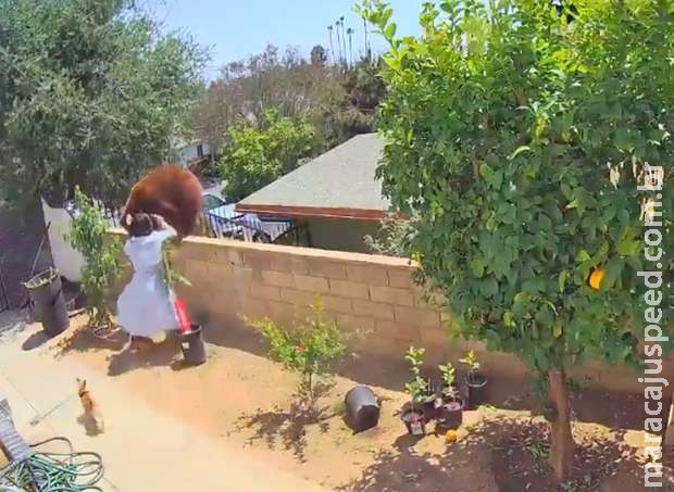 Vídeo: jovem empurra urso durante ataque para salvar cachorros Vídeo: jovem empurra urso durante ataque para salvar cachorros