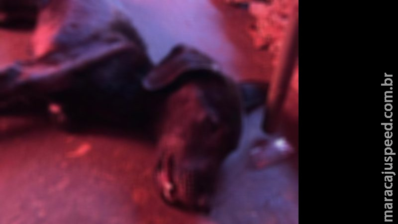 Acusado de deixar filhote de cachorro morrer de frio em Campo Grande fica preso