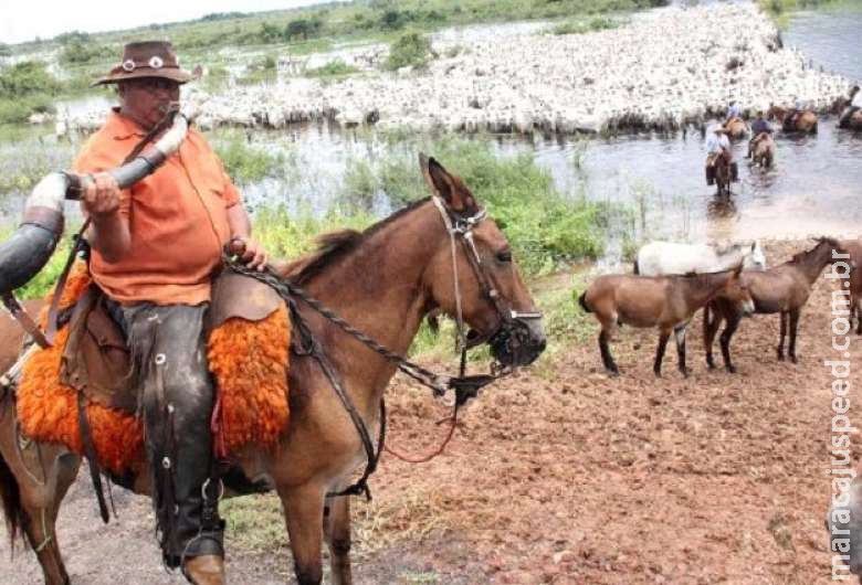 Apoio aéreo de fazendeiros garantem vacinação em massa no Pantanal Apoio aéreo de fazendeiros garantem vacinação em massa no Pantanal