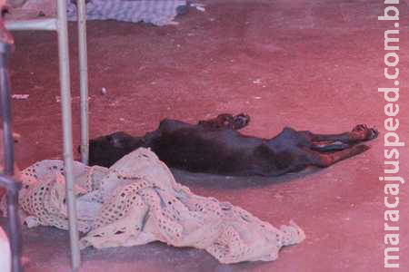 Cachorro morre de frio e o dono que deixou cadeia horas antes é preso de novo em Campo Grande 
