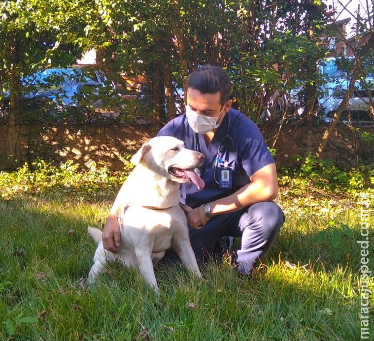 Câncer em cães e gatos é cada vez mais comum, afirma veterinário Câncer em cães e gatos é cada vez mais comum, afirma veterinário