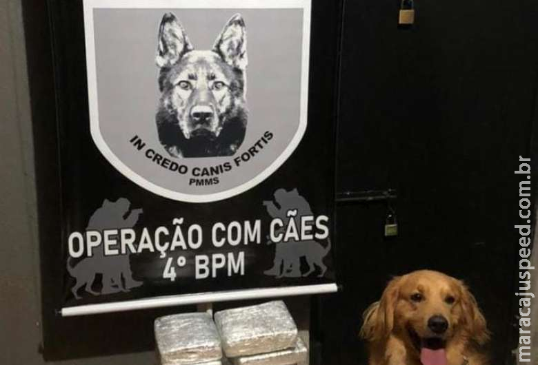 Cão detecta droga em mochila e jovem é preso por tráfico