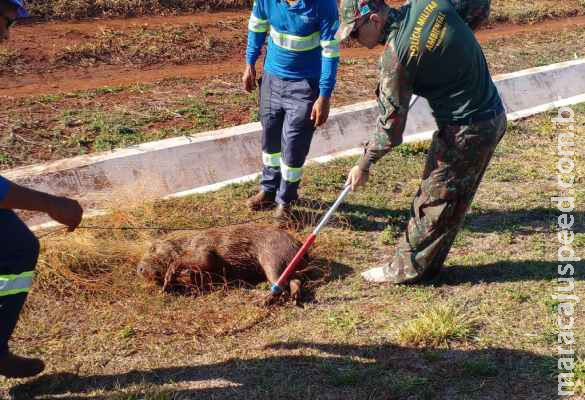 Capivaras são flagradas nadando em rede de esgoto e duas morrem antes de captura
