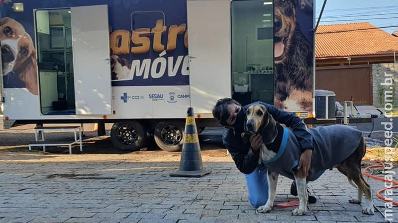 Castramóvel atende cães vítimas de maus-tratos na Decat de Campo Grande Castramóvel atende cães vítimas de maus-tratos na Decat de Campo Grande