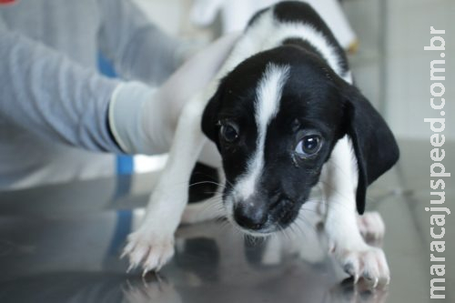 CCZ realiza feira de adoção e vacinação antirrábica no sábado