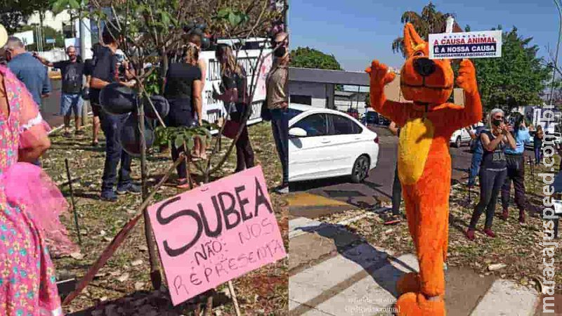Com 100 pedidos de resgate de animais por dia, ONGs pedem centro de acolhimento em Campo Grande Com 100 pedidos de resgate de animais por dia, ONGs pedem centro de acolhimento em Campo Grande