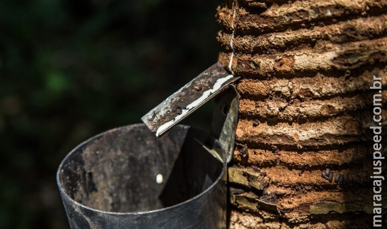 Comissão aprova projeto que prevê uso de fundo ambiental para ações de extrativismo sustentável Comissão aprova projeto que prevê uso de fundo ambiental para ações de extrativismo sustentável