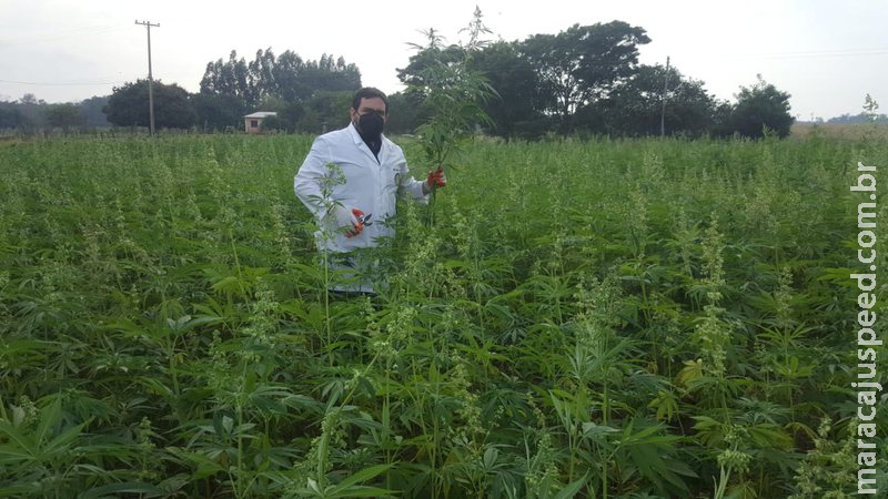 De olho no mercado, Paraguai monitora lavouras de maconha para uso medicinal De olho no mercado, Paraguai monitora lavouras de maconha para uso medicinal