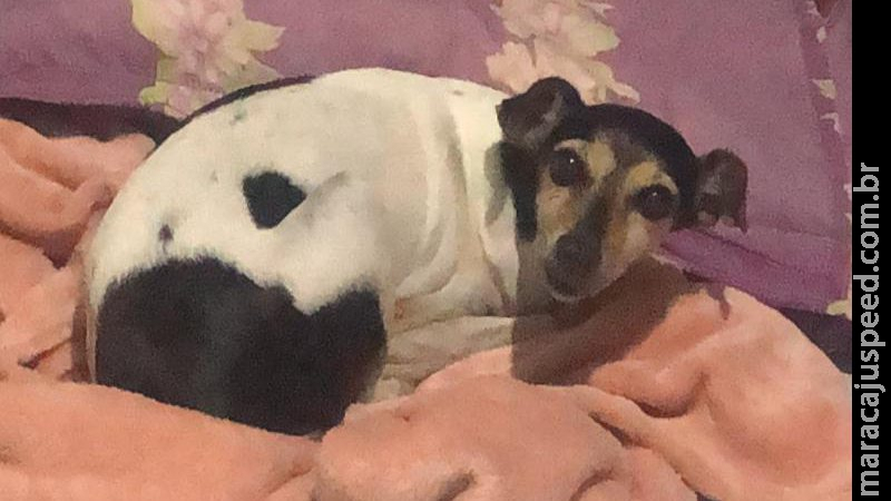 Dono oferece recompensa de R$ 300 para encontrar cadela desaparecida em Campo Grande Dono oferece recompensa de R$ 300 para encontrar cadela desaparecida em Campo Grande