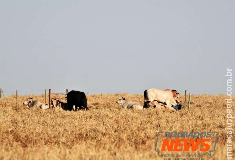 Embrapa orienta pecuaristas a protegerem bovinos da geada em MS