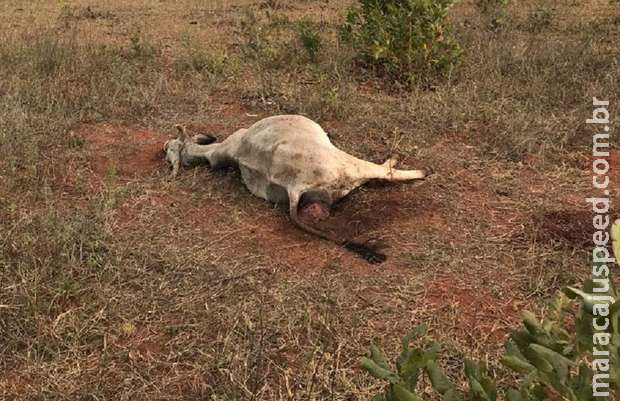 Fazendeiro deixa 70 cabeças de gado sem água e pastagem e é flagrado pela Polícia Fazendeiro deixa 70 cabeças de gado sem água e pastagem e é flagrado pela Polícia