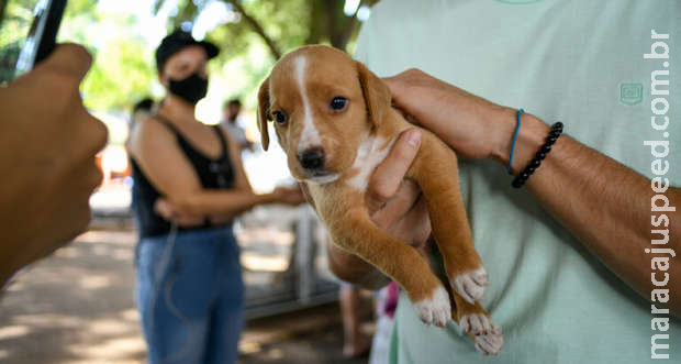 Fofura! Adoção de cães e gatos acontece neste sábado na Prefeitura