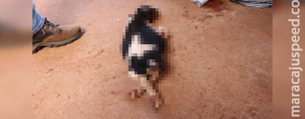Homem ameaça ex, degola cadela e acaba multado e preso em MS Homem ameaça ex, degola cadela e acaba multado e preso em MS