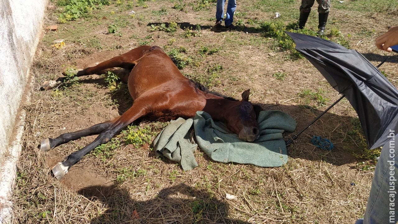 Homem é indiciado por maus-tratos e leva multa de R$ 1,5 mil ao deixar cavalo morrer Homem é indiciado por maus-tratos e leva multa de R$ 1,5 mil ao deixar cavalo morrer
