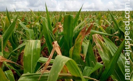 Impacto da geada no milho será significativo para Sidrolândia e municípios vizinhos Impacto da geada no milho será significativo para Sidrolândia e municípios vizinhos
