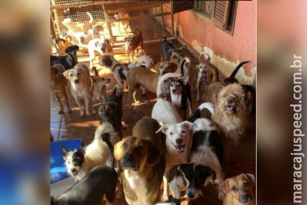 Instituto pena para arcar com rações, vê comida acabar e pede ajuda em Campo Grande