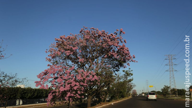 Madrugada teve temperatura de 1°C, mas previsão é de sol durante à tarde em MS Madrugada teve temperatura de 1°C, mas previsão é de sol durante à tarde em MS