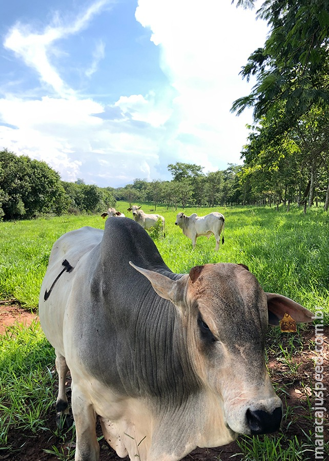 Pecuária é capaz de gerar crédito de carbono com média lotação no pasto Pecuária é capaz de gerar crédito de carbono com média lotação no pasto