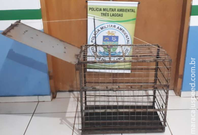 PMA apreende armadilha de caça no Parque Natural das Capivaras PMA apreende armadilha de caça no Parque Natural das Capivaras