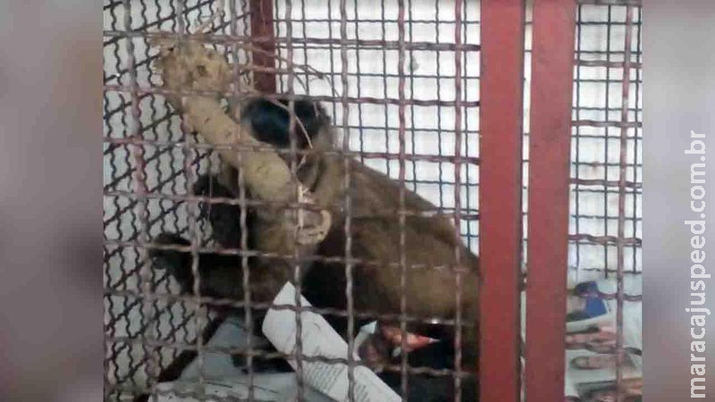  PMA resgata macaco-prego atropelado em avenida de Campo Grande